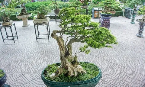 Cây cảnh mai chiếu thủy trăm tuổi tiền tỷ, chủ nhân "kiêu" chưa bán