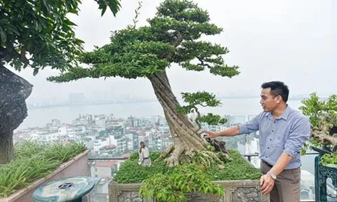 Chiêm ngưỡng cây sanh cổ trăm tuổi phong hóa cùng thời gian