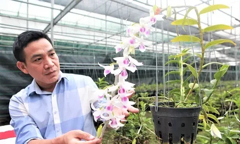 Nhà báo Vương Xuân Nguyên: Cần làm rõ bản chất phía sau của những giao dịch hoa lan tiền tỷ?