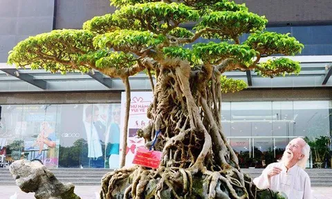 Nhà báo Vương Xuân Nguyên bàn về thú chơi Cây cảnh xưa và nay